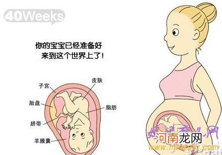 B超图 怀孕十个月胎儿图
