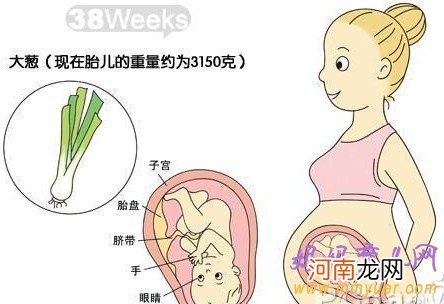 B超图 怀孕十个月胎儿图