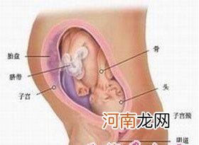 图片 怀孕八个月胎儿图_男女胎儿