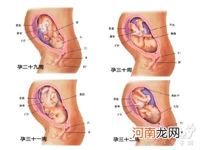 图片 怀孕八个月胎儿图_男女胎儿