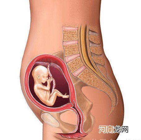 b超图 怀孕七个月男胎儿图