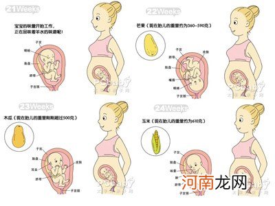 男B超图 怀孕六个月胎儿图