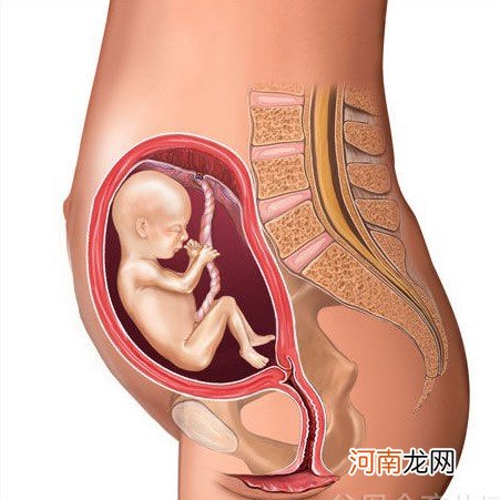 男女胎儿B超图 怀孕五个月胎儿图