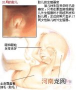男女胎儿B超图 怀孕五个月胎儿图