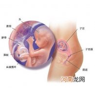 怀孕四个月胎儿图 怀孕四个月的男胎儿图
