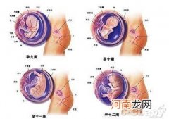 男胎儿/女胎儿 怀孕三个月胎儿图