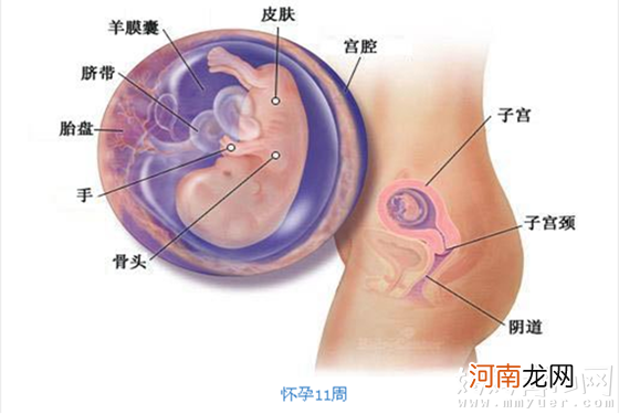 从怀孕三个月胎儿图 见证怀孕初期宝宝的成长过程