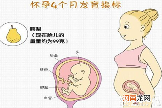 一直很好奇宝宝的发育情况 原来怀孕四个月胎儿图长这样