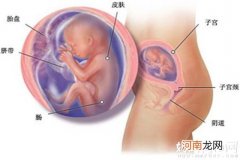 怀孕5个月胎儿图发育详情 宝宝正如“鸭梨”般大小