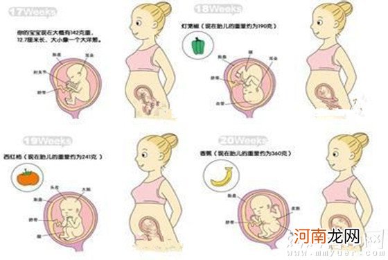 怀孕五个月胎儿图什么样 一张图把我看笑了