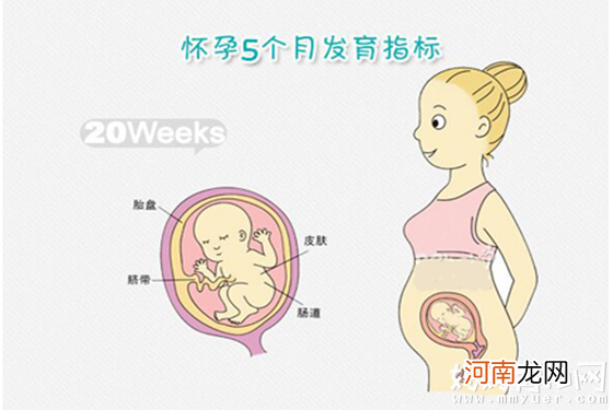 怀孕5个月肚子有多大因人而异 17-20周胎儿变化过程图解