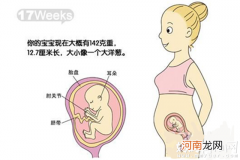 怀孕5个月肚子有多大因人而异 17-20周胎儿变化过程图解