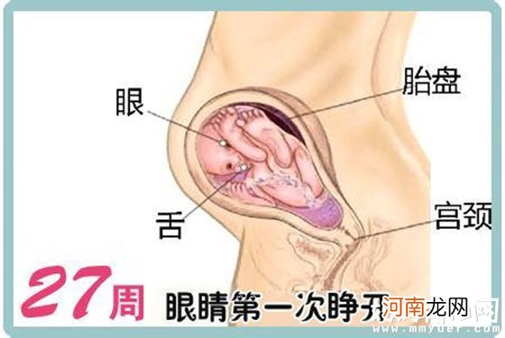 一张怀孕七个月的胎儿图 解秘7个月胎儿的发育情况