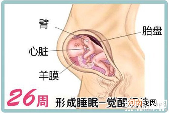 一张怀孕七个月的胎儿图 解秘7个月胎儿的发育情况