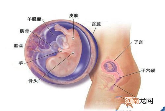怀孕三个月的胎儿长什么样 4张图让你一目了然