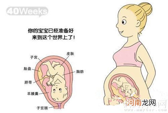 惊呆了 怀孕十个月胎儿发育详图是酱紫滴！