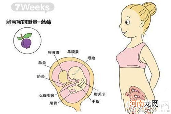 怀孕两个月胎儿图 解秘怀孕两个月胎儿什么样子