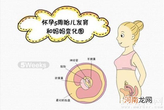 怀孕两个月胎儿图 解秘怀孕两个月胎儿什么样子