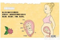 附图片 怀孕8个月胎儿发育图片 29-32周胎儿发育详图