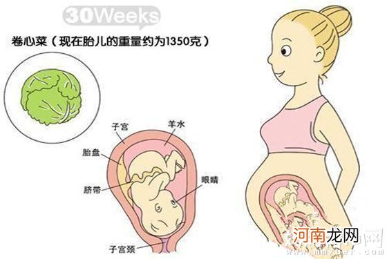 附图片 怀孕8个月胎儿发育图片 29-32周胎儿发育详图