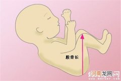 胎儿发育早知道：胎儿股骨短就代表腿短吗