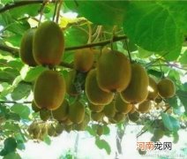 宝宝吃了火龙果便便有黑籽 解析火龙果的籽宝宝能吃吗