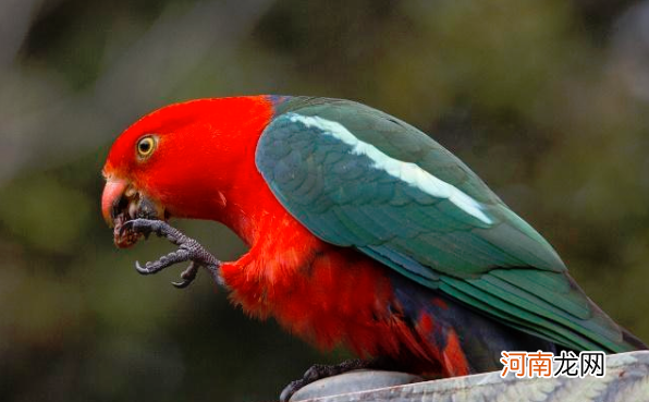 红翅鹦鹉与国王鹦鹉有什么区别？