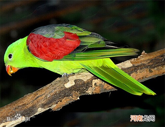 红翅鹦鹉与国王鹦鹉有什么区别？