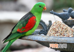 红翅鹦鹉喜欢吃什么？如何饲养红翅鹦鹉？