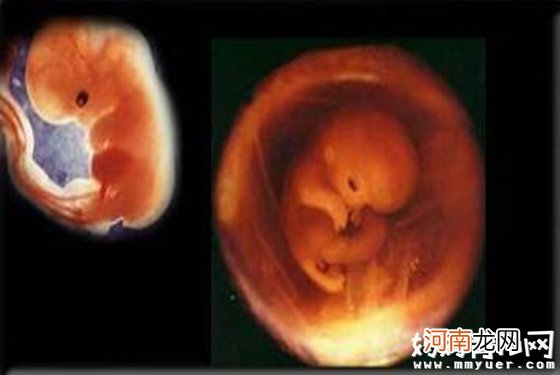 怀孕一个月胎儿图解秘孕0-4周胎儿的变化