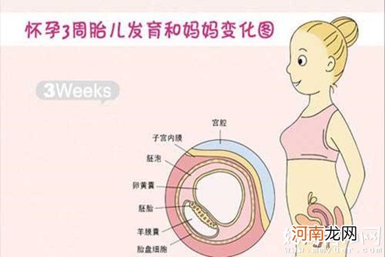 怀孕一个月胎儿图解秘孕0-4周胎儿的变化