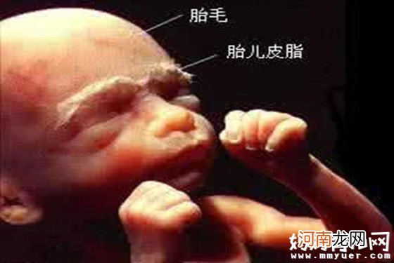 胚胎发育的各个时期图 原来胚胎在肚子里是这副模样
