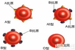 生孩子受血型因素的影响吗 o型血和b型血难怀孕吗