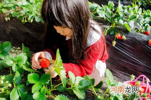 春季摘草莓预防小儿感冒腹泻 健康出游享受好春光