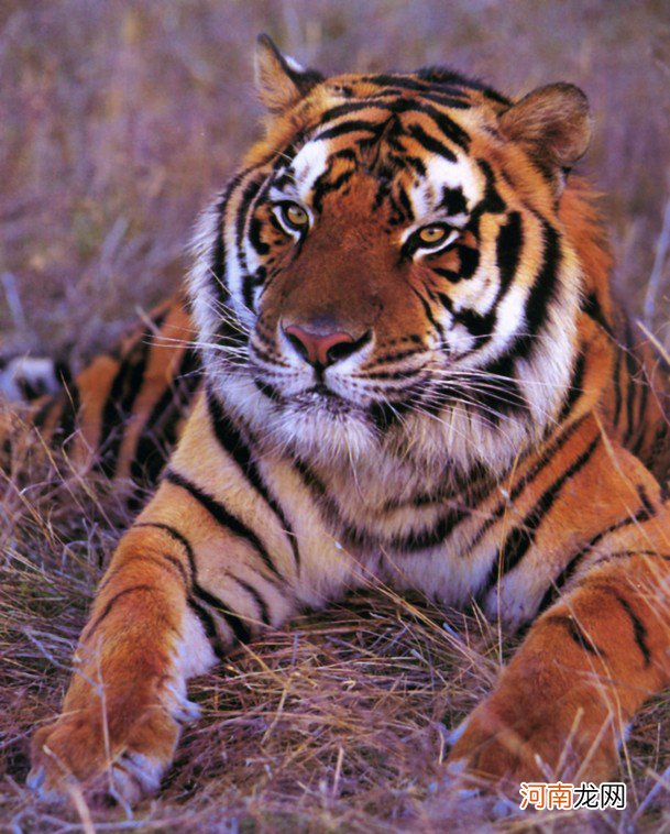 属虎的今年多大几月出生最好 属虎的和什么属相最配？