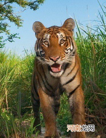 属虎的今年多大几月出生最好 属虎的和什么属相最配？