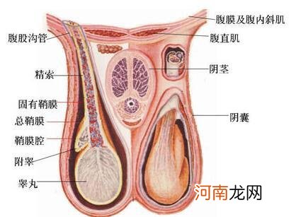 睾丸旁边有个硬硬的小疙瘩