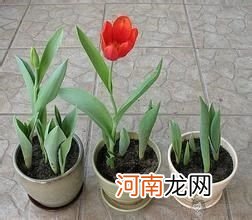 盆栽郁金香的种植方法