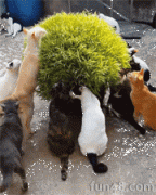 一群猫吃猫薄荷