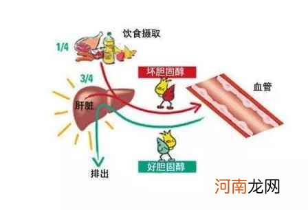 降低胆固醇的一周食谱