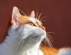猫咪在日常中出现的这5个动作，到底代表了什么意思呢？