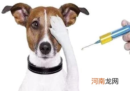 狂犬疫苗一年内有效吗？一定要打狂犬疫苗吗？