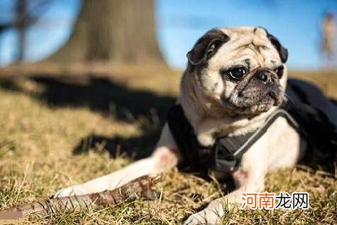 狗狗多大开始训练？如何快速训练狗狗？