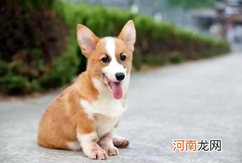 一只柯基幼犬多少钱？怎样才能买到心仪的柯基犬？