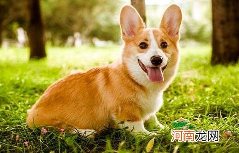 一只柯基幼犬多少钱？怎样才能买到心仪的柯基犬？