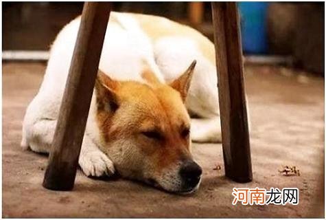 中华田园犬在国外深受喜爱