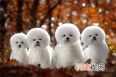 【图】一个月的比熊犬该如何喂养？比熊幼犬的喂养知识介绍！