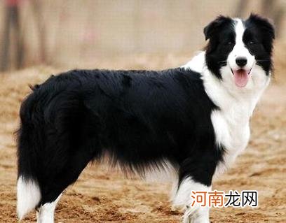 狂犬病为什么会学狗叫