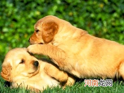 金毛寻回犬多少钱一只