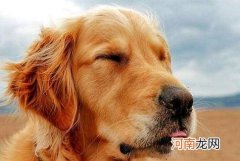 金毛寻回犬多少钱一只